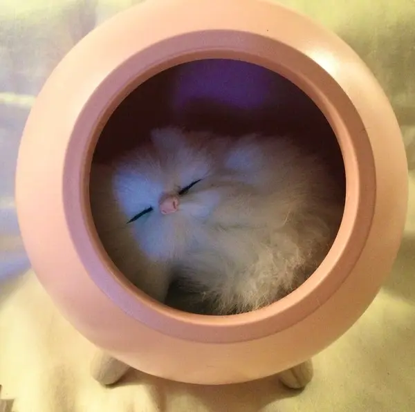 NIB- Lighted Pink Pet House Night Light